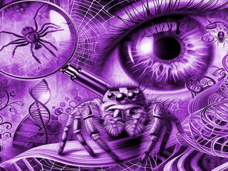 What Does AI Know About Spiders?